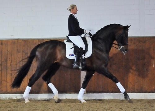 Sun and Fun Oldenburg Dressage Stallion